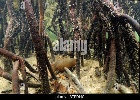 Rote Mangroven in Key Largo, Golf von Mexiko, Florida, USA Stockfoto