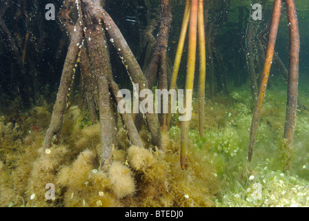 Rote Mangroven in Key Largo, Golf von Mexiko, Florida, USA Stockfoto