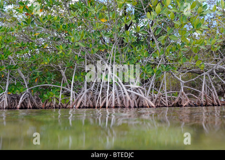 Rote Mangroven in Key Largo, Golf von Mexiko, Florida, USA Stockfoto