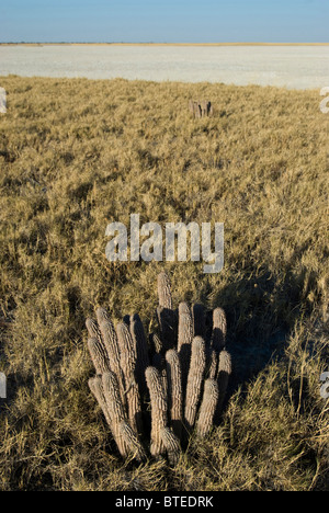 Hoodia, ein natürlicher Appetitzügler verwendet von den San wachsen im natürlichen Lebensraum am Rande der Makgadikgadi Salzpfannen Stockfoto