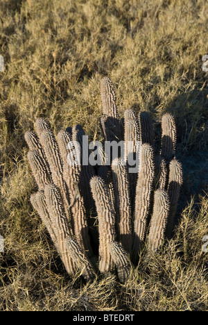 Hoodia, ein natürlicher Appetitzügler verwendet von den San wachsen im natürlichen Lebensraum am Rande der Makgadikgadi Salzpfannen Stockfoto