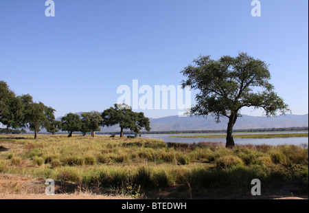 Albida Bäume Farbsäume er Sambesi an Mana Pools mit Bergen im Hintergrund Stockfoto