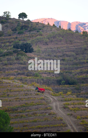 Weinberge im Priorat Wein Region Katalonien in Spanien Stockfoto