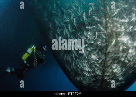 Scuba Diver Inspektion eine Netze voller gezüchteten Fische im Mittelmeer Stockfoto