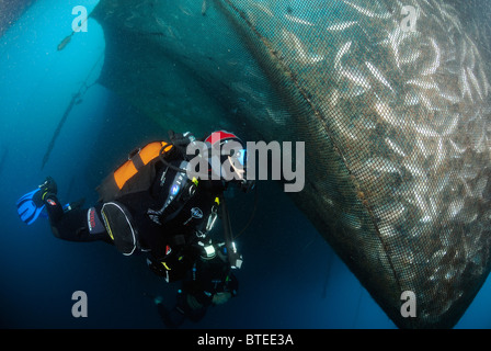 Scuba Diver Inspektion eine Netze voller gezüchteten Fische im Mittelmeer Stockfoto