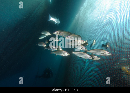 Lachs-Bass Fisch um ein Netz im Mittelmeer Stockfoto