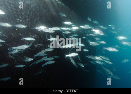 Lachs-Bass Fisch um ein Netz im Mittelmeer Stockfoto