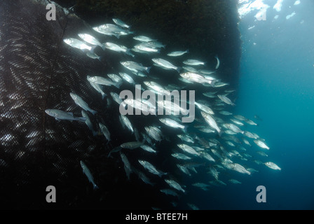 Lachs-Bass Fisch um ein Netz im Mittelmeer Stockfoto