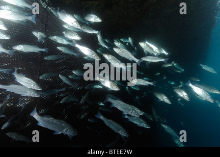 Lachs-Bass Fisch um ein Netz im Mittelmeer Stockfoto