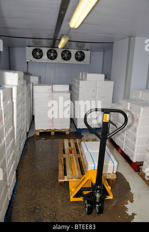 Kühlschrank mit Kisten voller gezüchteten Fische zu verkaufen Stockfoto