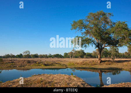 Reizvolle Aussicht auf einen einsamen großen Albida Baum bei einer saisonalen Pfanne auf Mana Pools Stockfoto