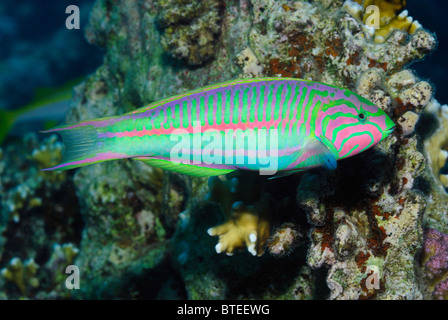 Schwankung Wrasse Fisch über ein Riff im Roten Meer. Stockfoto