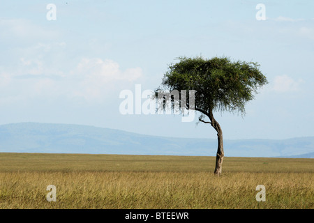 Malerische Aussicht auf eine große Wiese mit einem einsamen Baum und Berge in der Ferne sehr Stockfoto