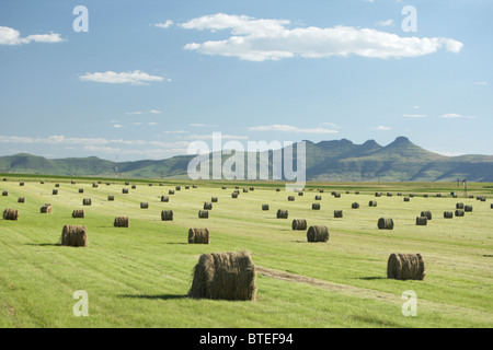 Landschaft mit Heuballen Stockfoto