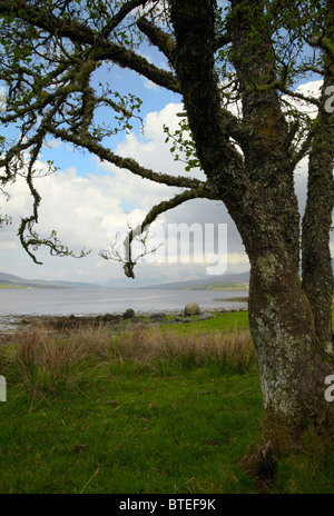 Blick nach Osten in Richtung Ben Nevis aus Süd Garvan auf Loch Eil. In der Nähe von Fort William. Schottland Stockfoto