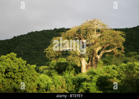 Baobab-Baum in üppigen Wald am Lake Manyara Stockfoto