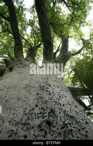 Niedrigen Winkel Blick auf Chapmans Baobab, Graffiti auf Rinde Stockfoto