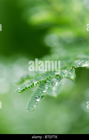 Wassertropfen auf den Blättern Stockfoto