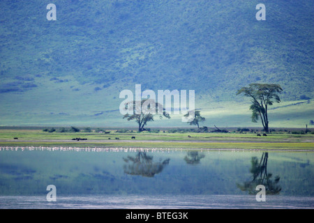Bäume und Reflexion in der Lake Magadi im Krater Stockfoto