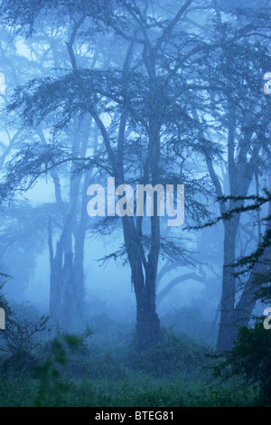 Lerai Fieber Bäume im Nebel Stockfoto