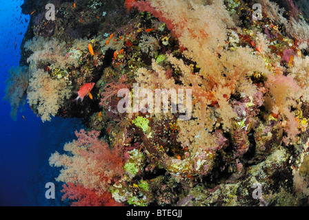 Kolonie von weichen Korallen wachsen auf einem Tropfen ab, ab Hamata Küste, Ägypten, Rotes Meer Stockfoto