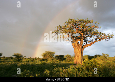 Baobab-Baum und einen stürmischen Himmel mit einem Regenbogen im Hintergrund Stockfoto