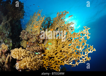 Kolonie von Feuer Korallen wachsen ab Hamata Küste, Ägypten, Rotes Meer Stockfoto