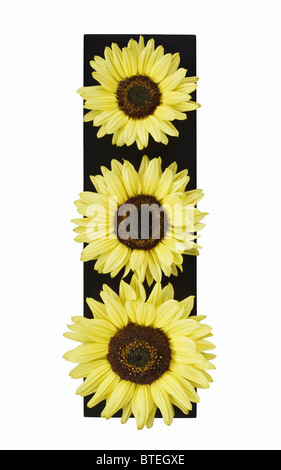 Drei Sonnenblumen in Folge Stockfoto