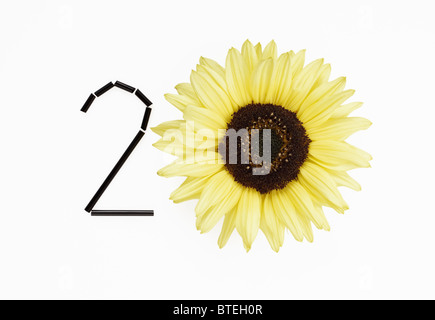 Sonnenblume, Zahl zwanzig Stockfoto