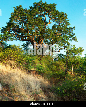 Baobab-Baum in voller Blatt auf einem Hügel Stockfoto