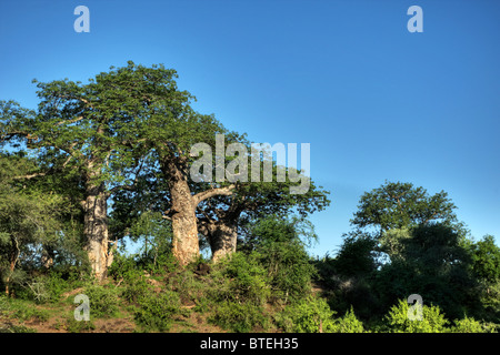 Niedrigen Winkel-Blick auf den Baobab-Bäumen auf einem Hügel in der Nähe von Crook es Ecke am Fluss Limpopo Stockfoto