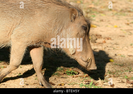 Warzenschwein im Mlilwane Wildlife Sanctuary, Swasiland. Stockfoto