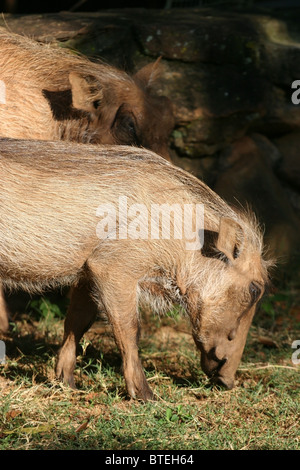 Warzenschwein im Mlilwane Wildlife Sanctuary, Swasiland. Stockfoto