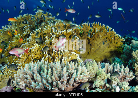 Kolonie von Feuer Korallen wachsen ab Hamata Küste, Ägypten, Rotes Meer Stockfoto