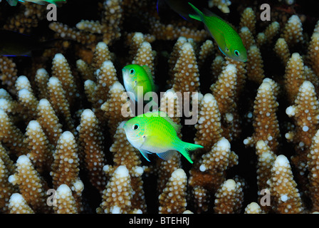 Blau-grüne Chromis ab Hamata Küste, Ägypten, Rotes Meer Stockfoto