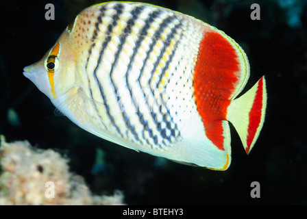 Redback Butterflyfish ab Hamata Küste, Ägypten, Rotes Meer Stockfoto