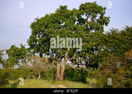 Jackalberry Baum (Diospiros Mespiliformis) Stockfoto