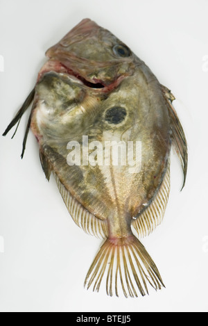 Frischen rohen Fisch Petersfisch (Zeus Faber) Stockfoto