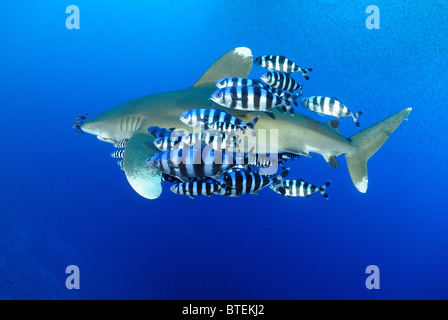 Ozeanische Weißspitzen Hai, Insel der Daedalus, Ägypten, Rotes Meer Stockfoto