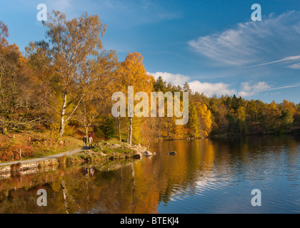 Tarn Hows Herbst Farben Stockfoto