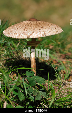 Parasol Pilz - Macrolepiota procera Stockfoto