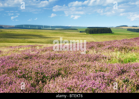 Blick über gemeinsame Lauder in Richtung Dun Gesetz Windfarm, Scottish Borders Stockfoto