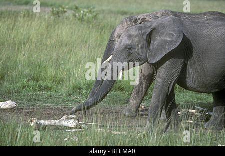 Weibliche Elefanten untersuchen Knochen der Toten Elefanten Masai Mara National Reserve Kenia in Ostafrika Stockfoto