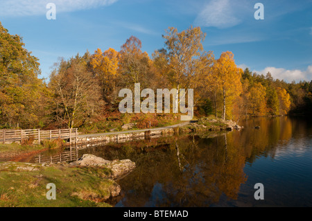 Tarn Hows Herbst Farben Stockfoto