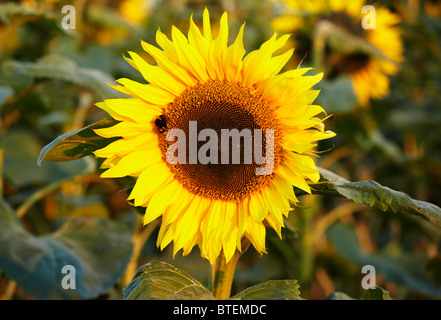 Nahaufnahme von Sonnenblume mit Biene auf Futtersuche auf die Röschen Stockfoto