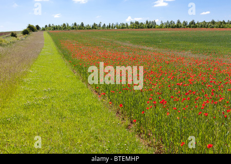 Ein klarer Streifen für Wildtiere rund um ein Weizenfeld mit Mohnblumen in der Nähe des Cotswold-Dorfes Condicote, Gloucestershire, Großbritannien Stockfoto