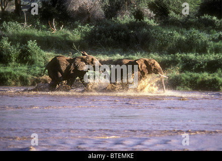 Junge männliche Elefanten spielen kämpfen in den Uaso Nyiro Fluss Samburu National Reserve Kenia in Ostafrika Stockfoto