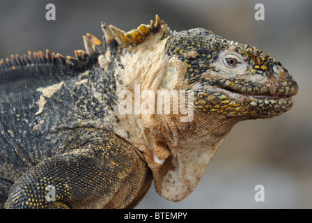 Galapagos Land Iguana auf South Plaza Island, Galapagos, Ecuador Stockfoto