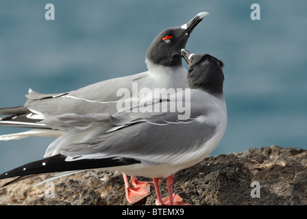 Zinnenkranz Möwen auf South Plaza Island, Galapagos, Ecuador Stockfoto