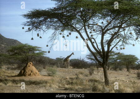 Acacia Tortilis Baum schwarz begrenzt Weaver Vögel Nester retikuliert Giraffe und Termite Hügel Samburu National Reserve Kenia Afrika Stockfoto